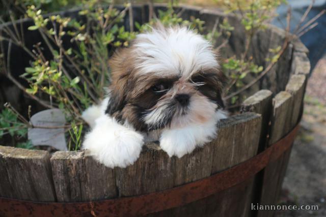 Chiots shih-tzu femelle a donné