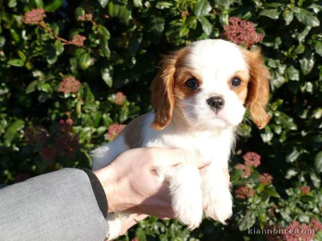 Chiots Cavalier King Charles Spaniel