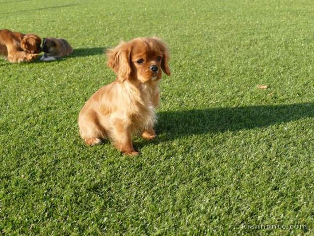 Chiots Cavalier King Charles Spaniel