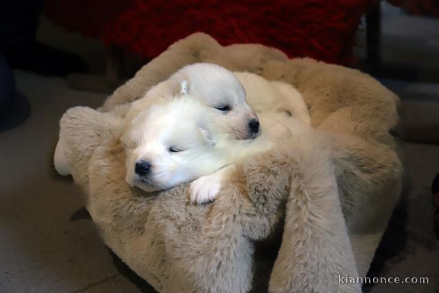 Samoyède chiots à vendre