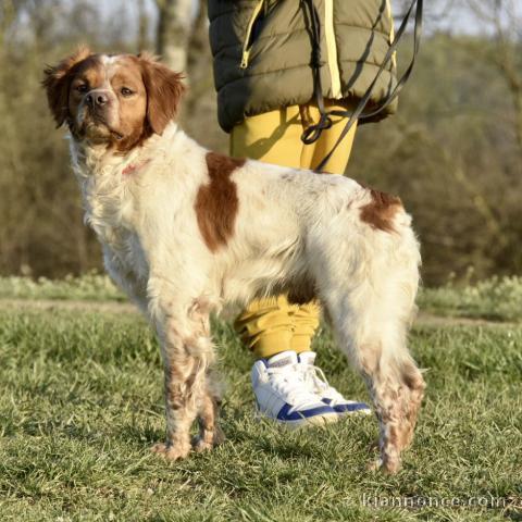 Épagneul Breton chiots