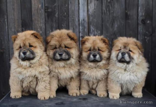 Chow Chow chiots à vendre