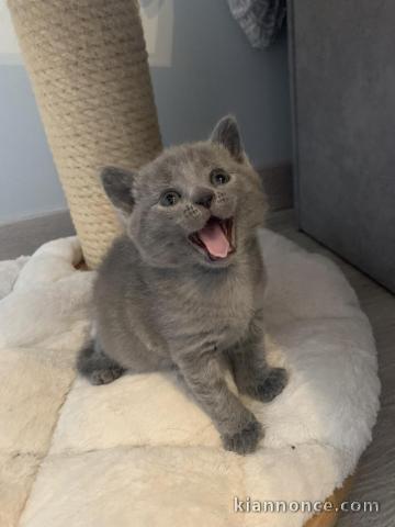  chatons Ragdoll aimable