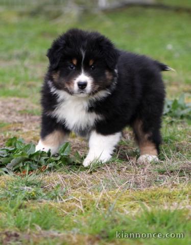 Chiots berger australien