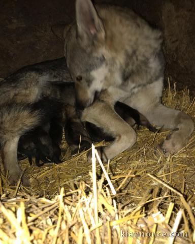 Chien-loup tchécoslovaque chiots