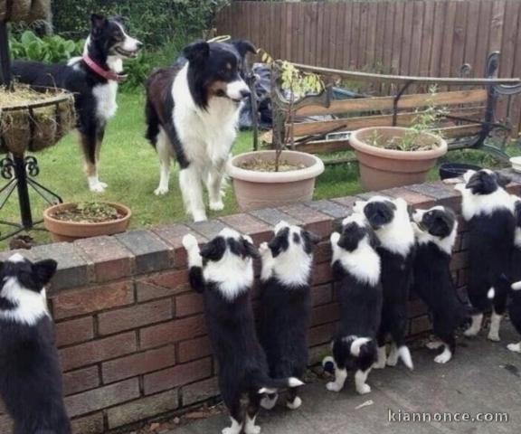 Magnifiques chiots Border collies 