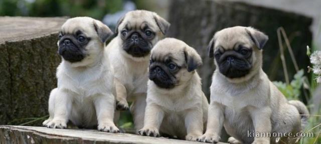 Adorables chiots Bouledogues Français 