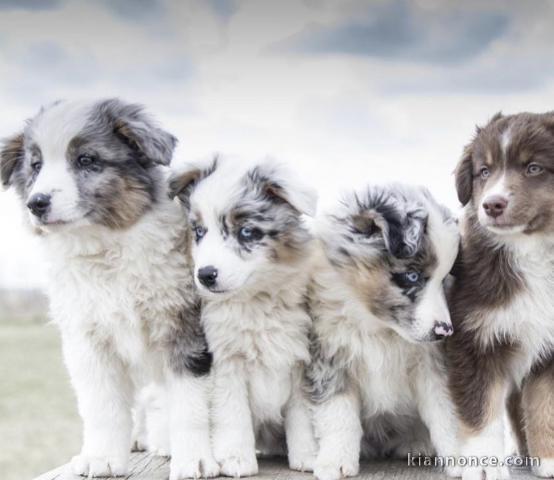 Chiots d’apparence Berger australiens 