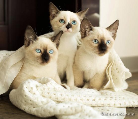 Superbes chatons Ragdoll 