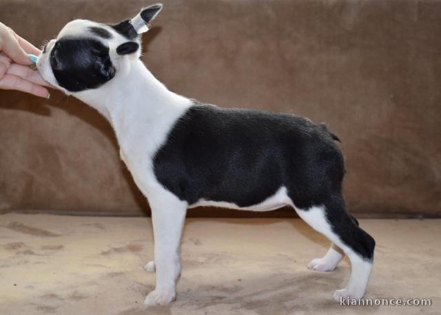 Boston Terrier chiots à vendre