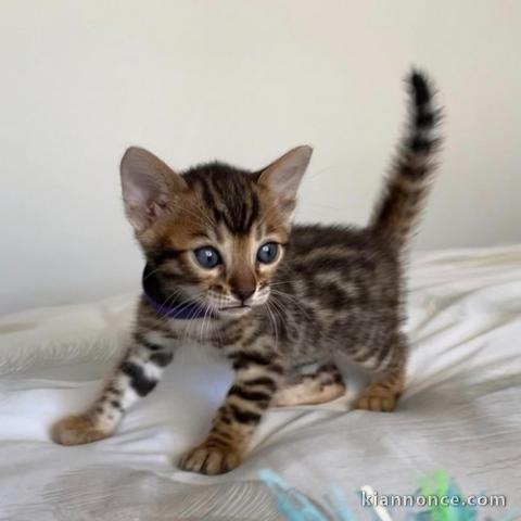 Magnifiques chatons Bengal 