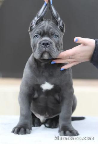 Cane Corso chiots à vendre