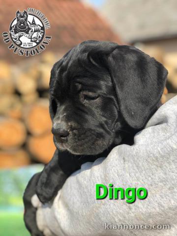 Cane Corso chiots à vendre