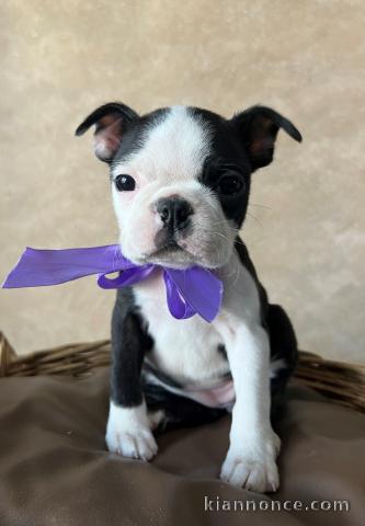 Boston Terrier – chiot femelle