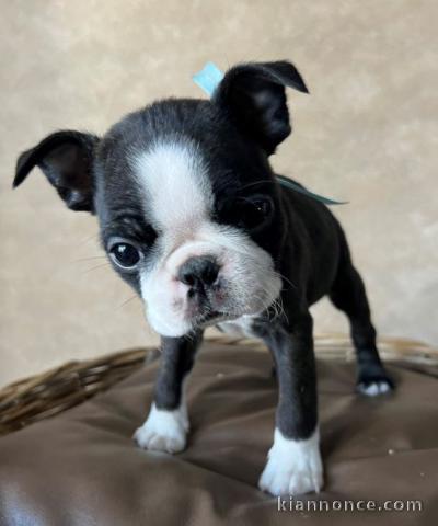 Boston Terrier – chiot mâle en vente