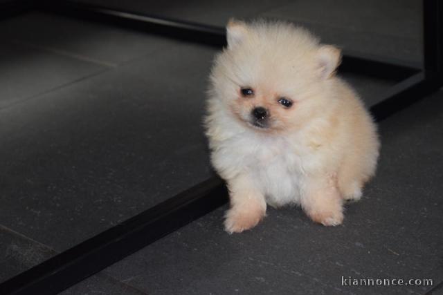 Adorables Spitz allemand lof