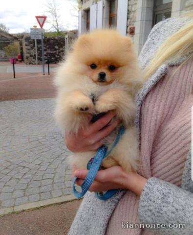 Adorables Spitz allemand lof