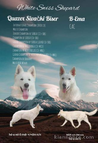 Berger Blanc Suisse chiot