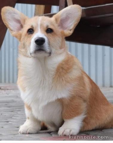 Corgi gallois de Pembroke chiots