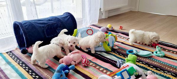 Chiot Bichon Maltais A vendre