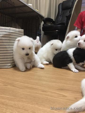   Magnifiques chiots Spitz nains, pure race