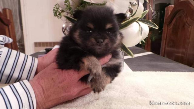  Magnifiques chiots Spitz nains, pure race