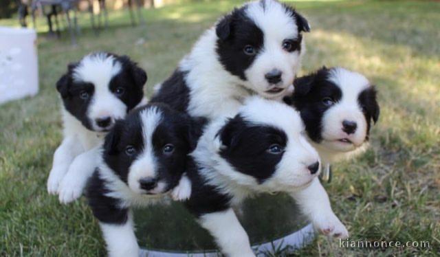 Chiots d’apparence border collies 