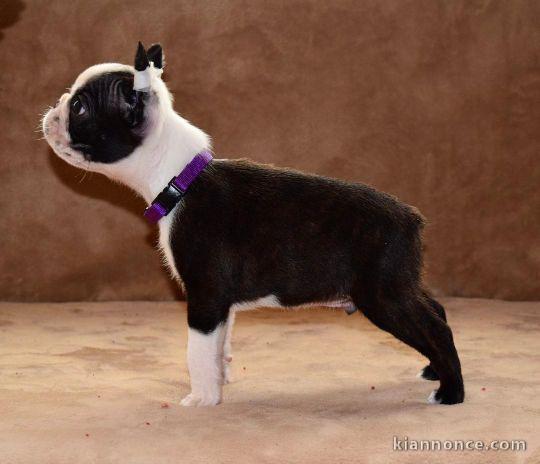 Boston Terrier chiots à vendre