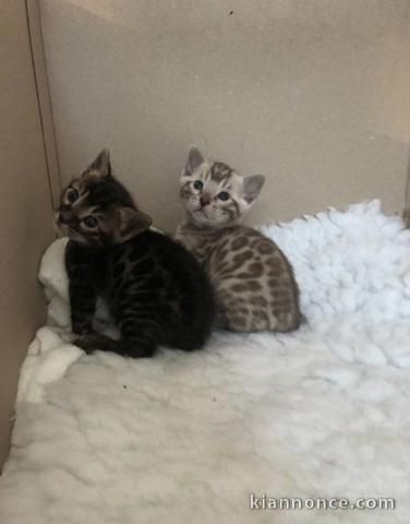 Magnifique  chaton Bengal disponible