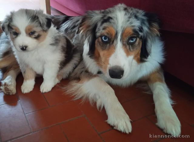 Chiots Berger Australien