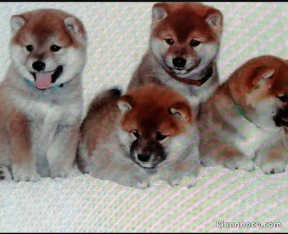 Shiba Inu chiots à vendre