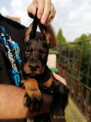 Dobermann chiots à vendre