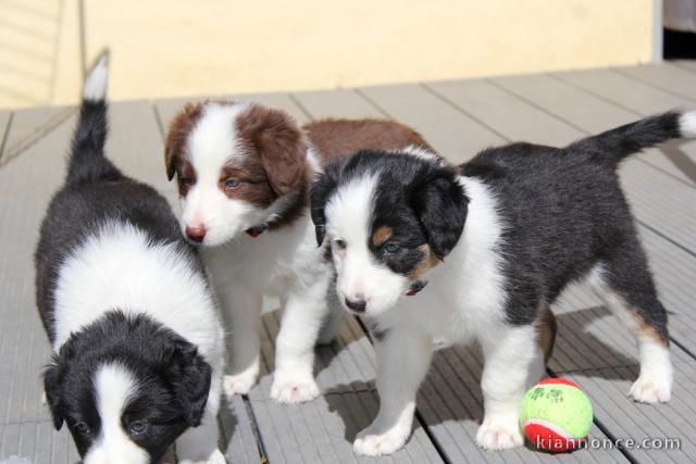 Chiots Border Collie Ages de 3 Mois