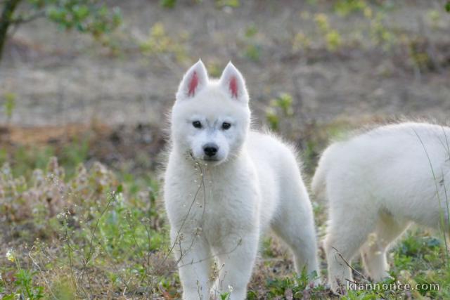 Husky sibérien chiots à vendre