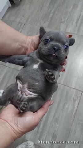 Bouledogue français bleu