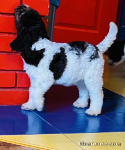 Lagotto Romagnolo chiots