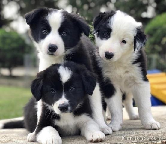 Magnifiques chiots Border collies 