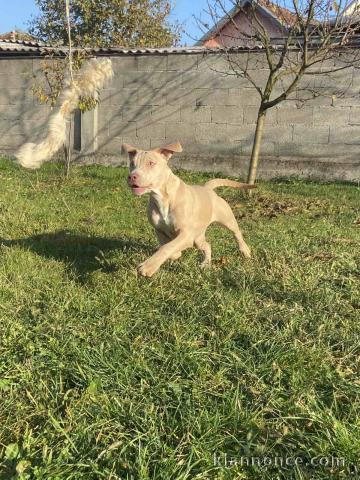 American Pitbull Terrier et Bouledogue français exotique chiots à