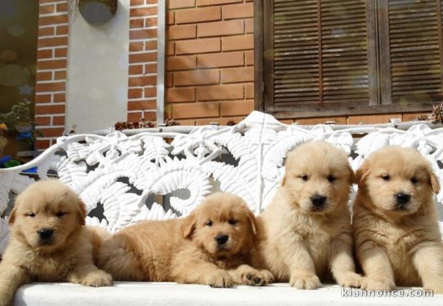 Chiots d’apparence goldens Retrievers 