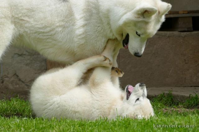 Husky sibérien BEAUX chiots