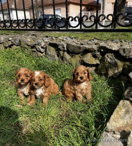 Cavapoo chiots à vendre