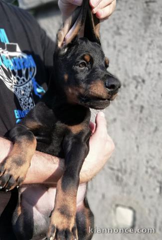 Dobermann chiots à vendre