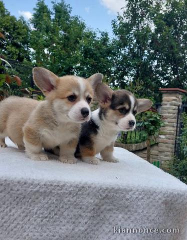 Corgi gallois pembroke chiots à vendre