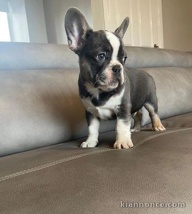 Magnifique chien bulldog à adopter