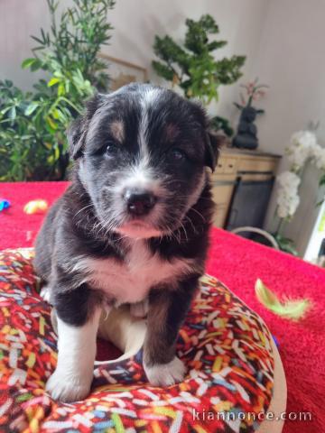 chiots Berger Australien disponibles