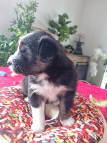 chiots Berger Australien disponibles