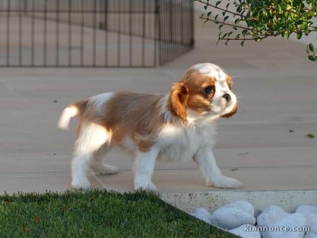 Chiots Cavalier King Charles Offre