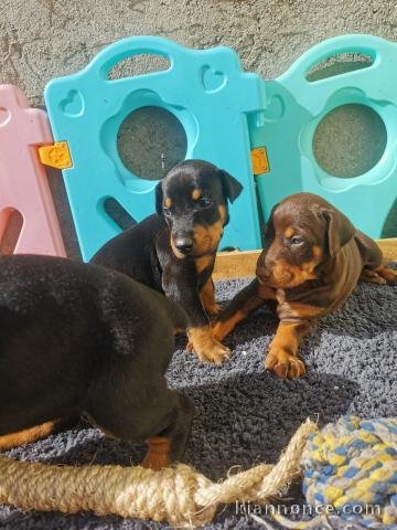 Chiots Dobermann Offre