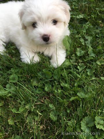 Chiot coton de tulear a Donner