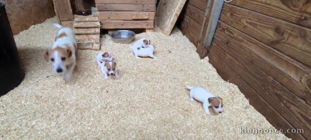 Chiots Jack Russell Terrier Offre